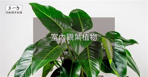 室內植物盆栽|2024年室內觀葉植物精選與專業養護指南 